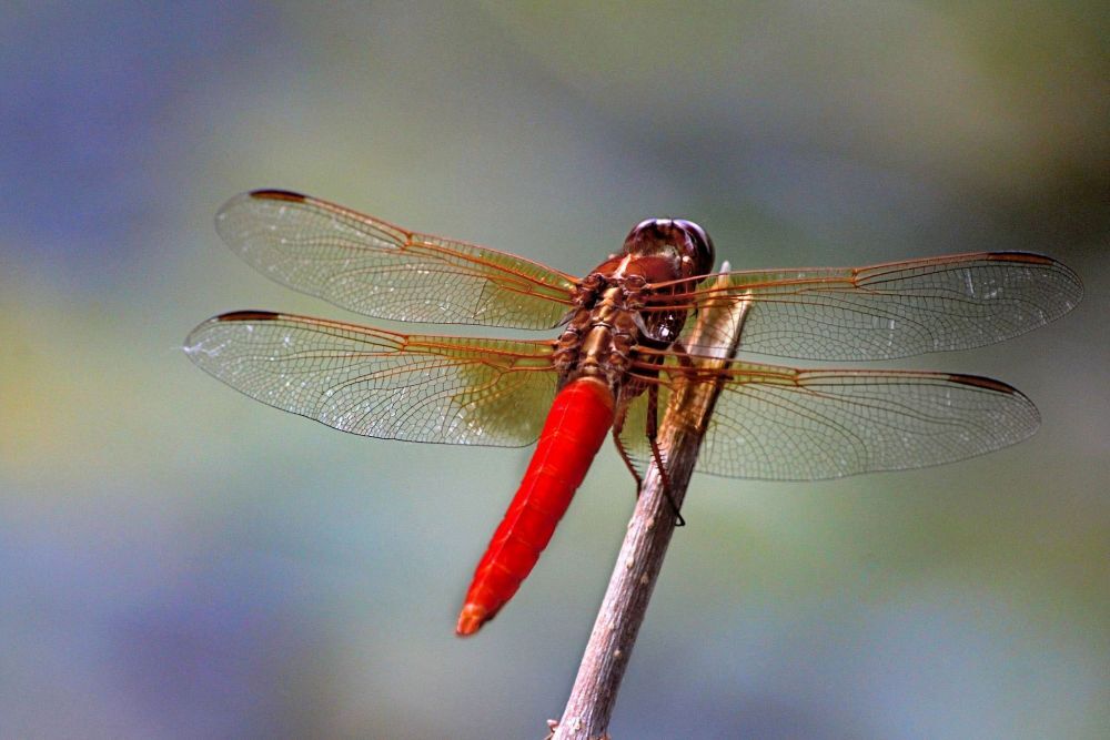 Neon skimmer at rest